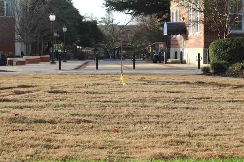 A stick in newly leveled sod marks the place where the live oak once stood in the Quad.